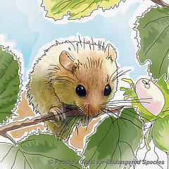 Dormouse