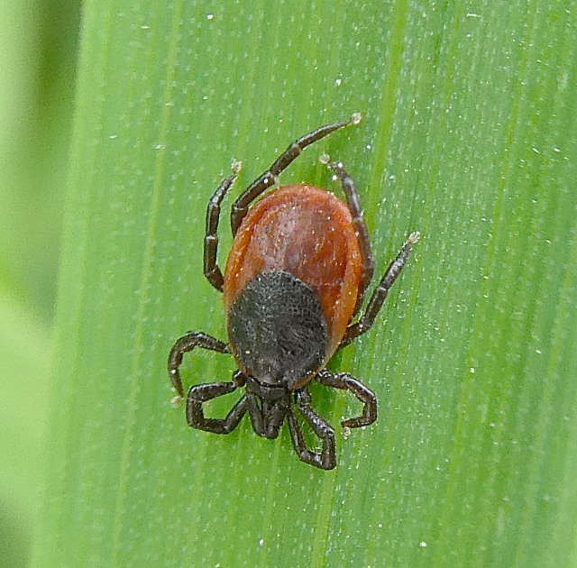 Ixodes ricinus