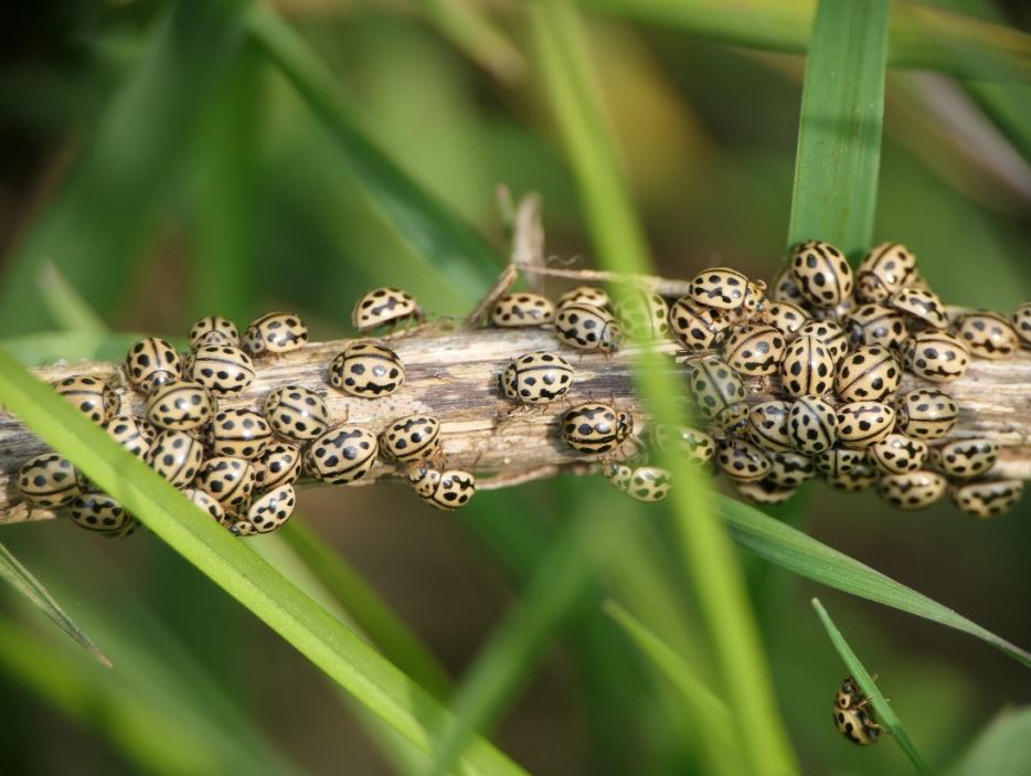 16 Spot Ladybirds