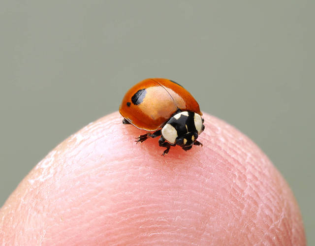 2 Spot Ladybird