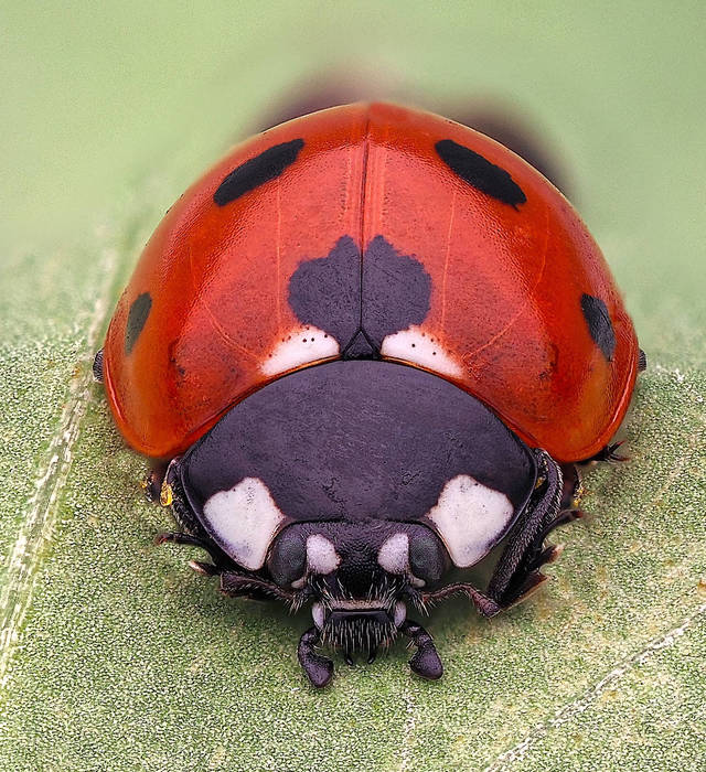 7 Spot Ladybird, Coccinella septempunctata