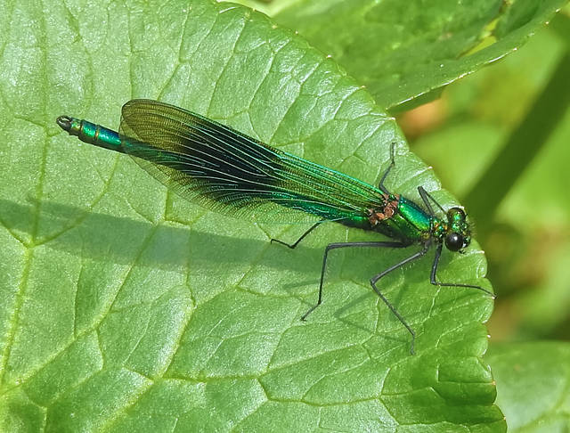 Banded Demoiselle