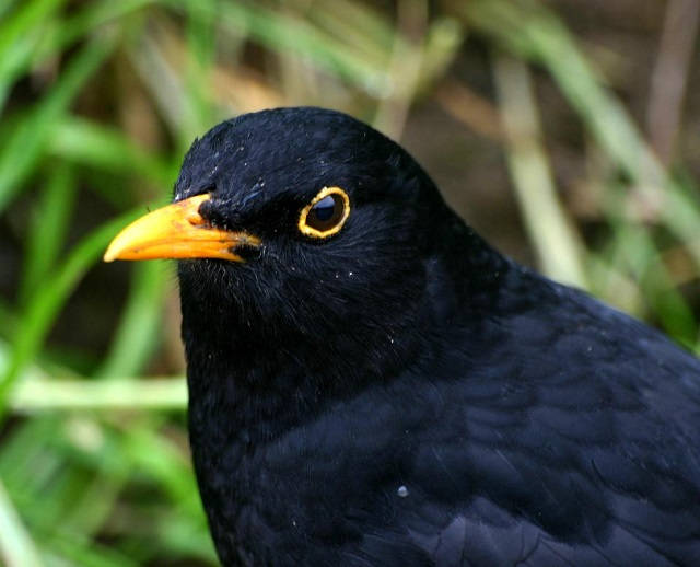 Photo of male Blackbird