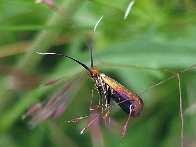 Coppery Long-horn Moth