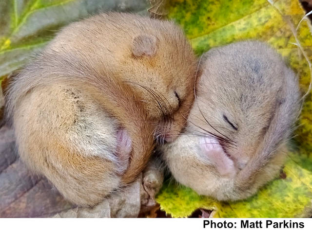 Dormice Photo Matt Parkins