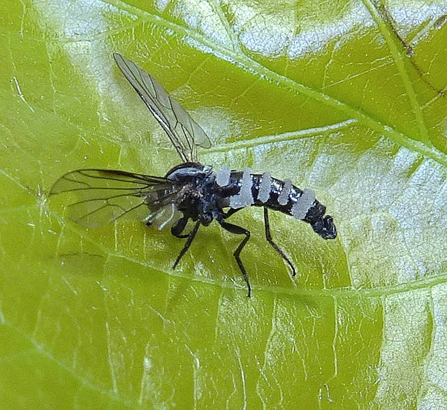 Entomophthora muscae