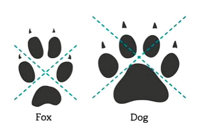 Fox versus dog print