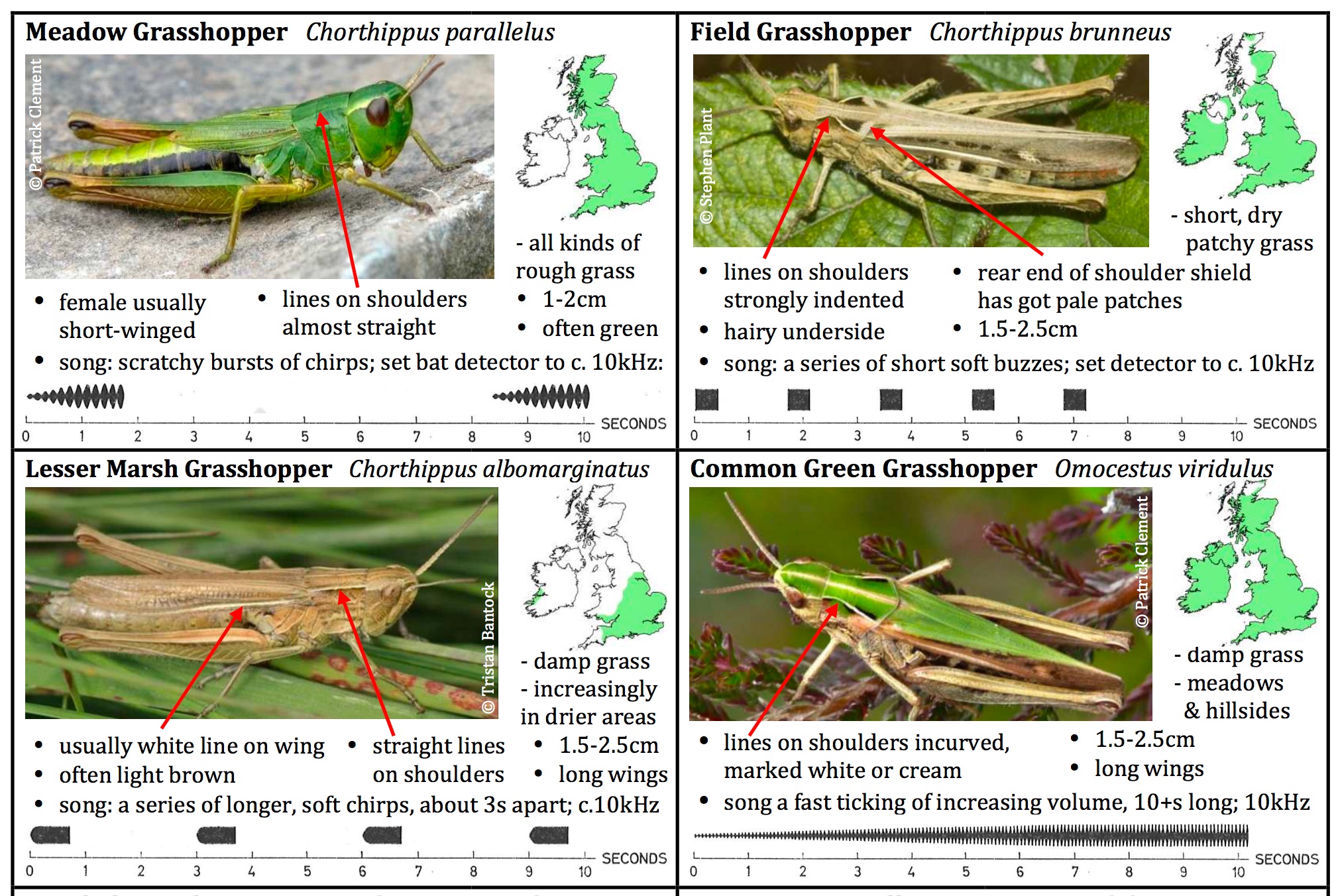 grasshoppers and crickets