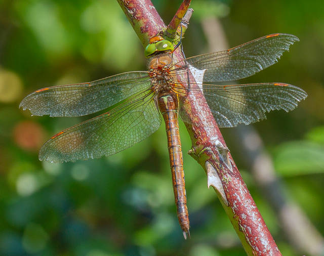 Green-eyed Hawker