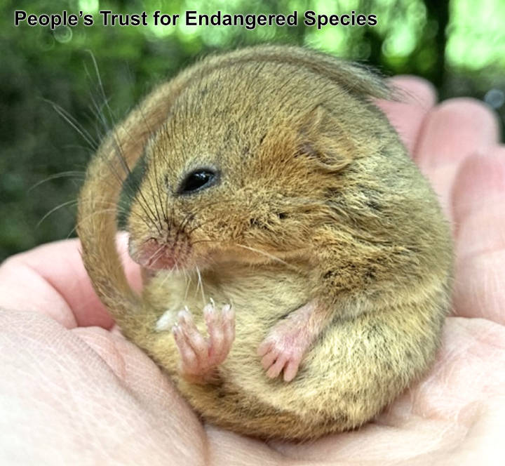 Hazel Dormouse