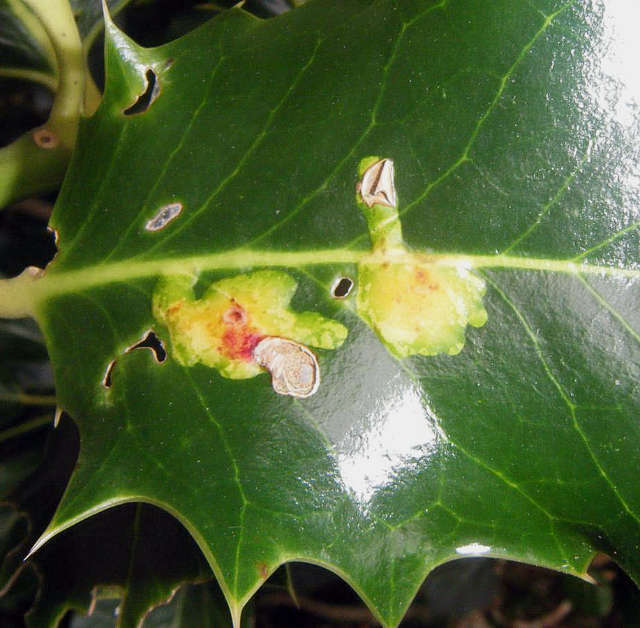 Holly Leaf Miner
