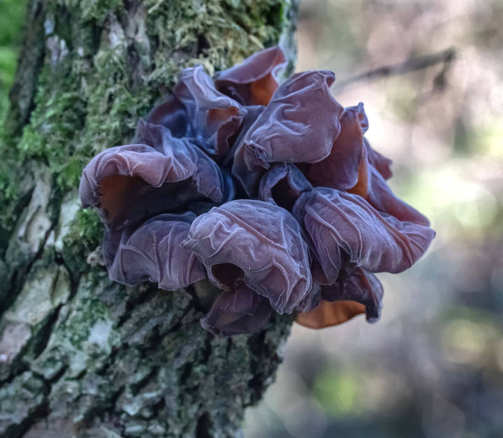 Jelly Ear Fungus