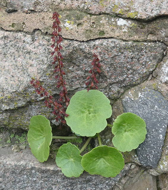 Navelwort