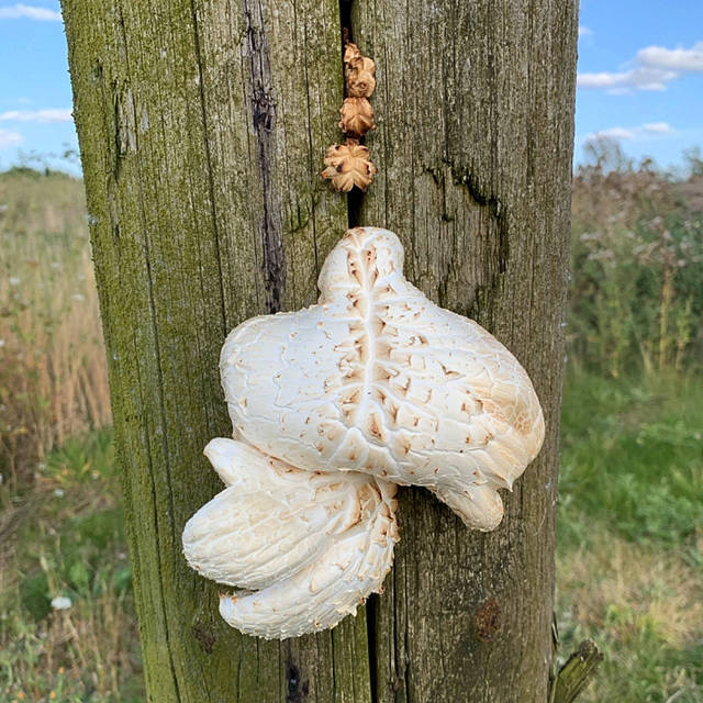 Neolentinus lepideus