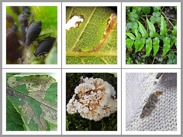 Recent Species Additions