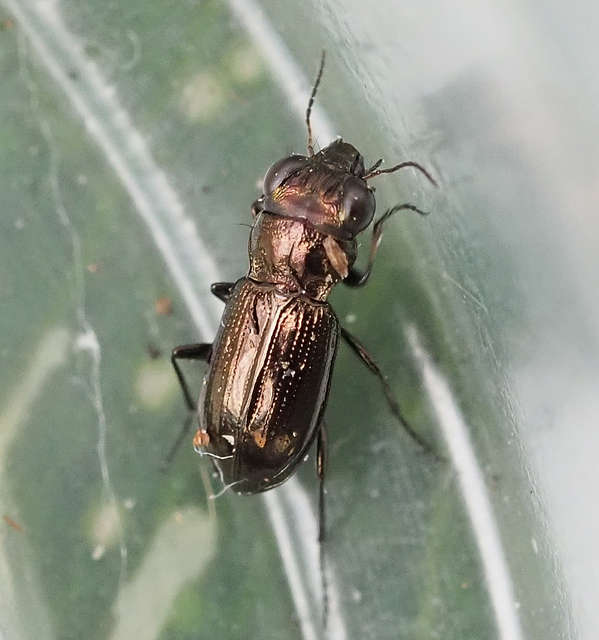 Notiophilus palustris