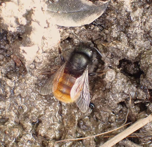 Osmia cornuta