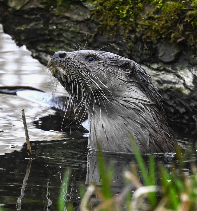 Otter