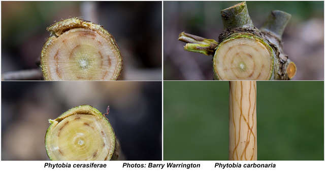 Phytobia Warrington