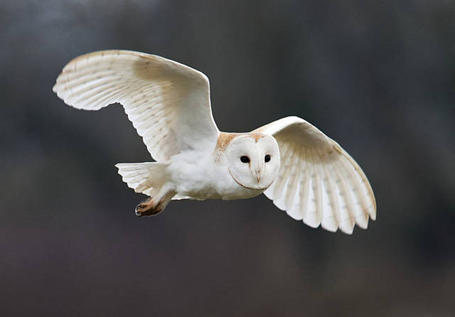 Barn Owl, Tyto alba