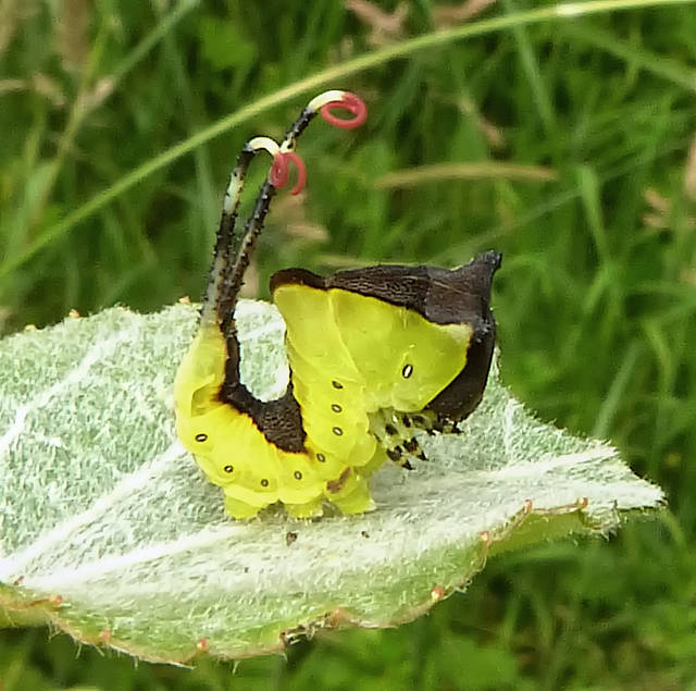 Poss Moth larva