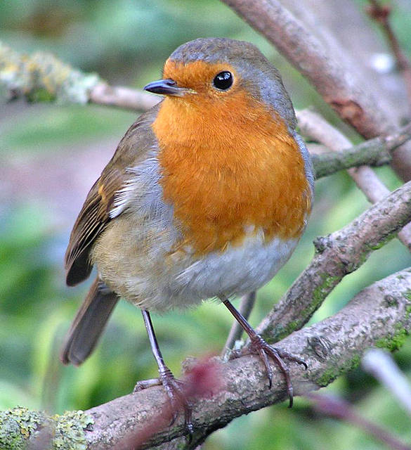 Robin