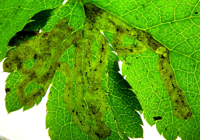 Sanicle Leaf Miner