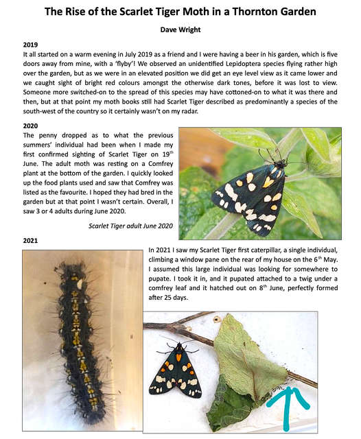 Scarlet Tiger Moths