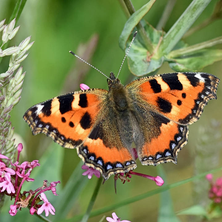 Small Tortoiseshell Butterfly
