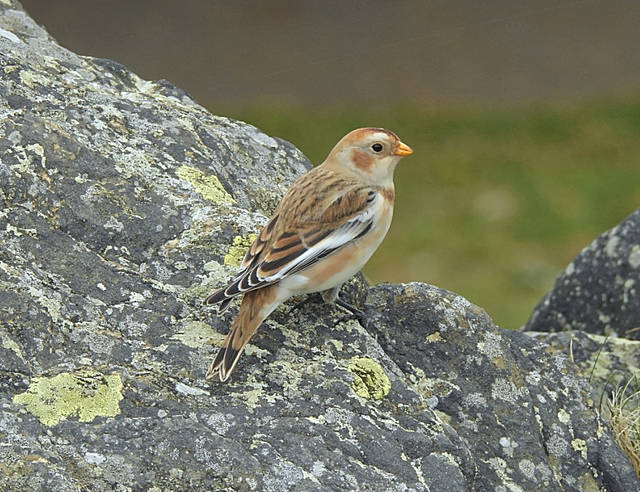 Snow Bunting
