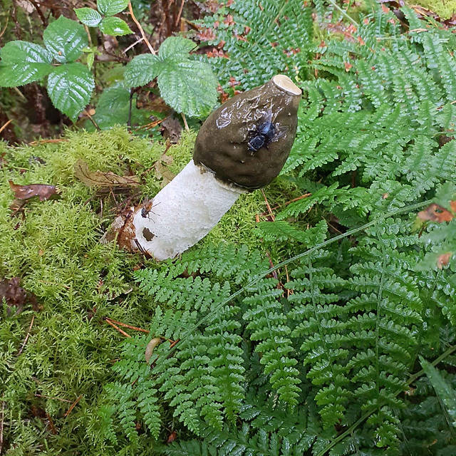 Stinkhorn - Phallus impudicus