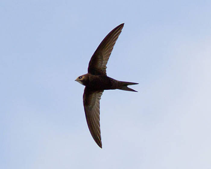 Common Swift Apus apus