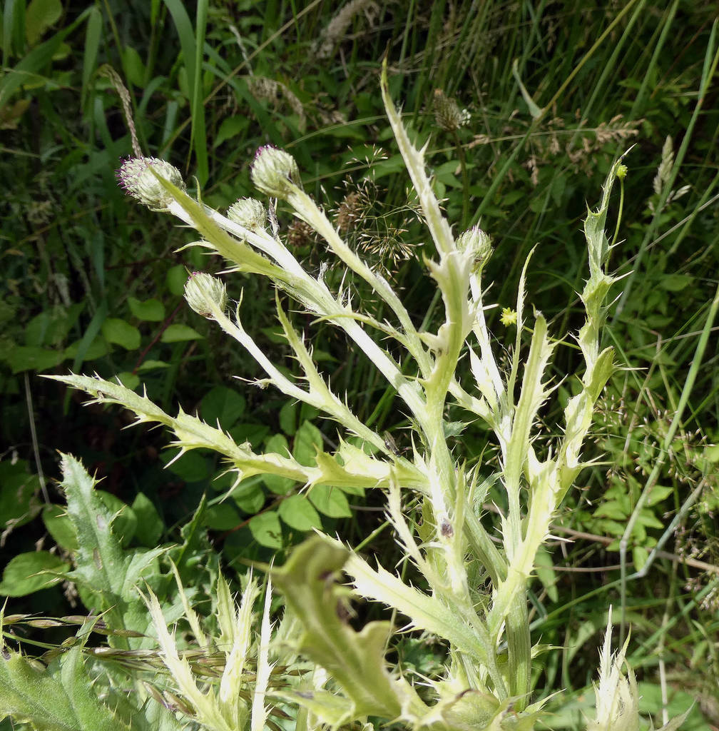White Thistles