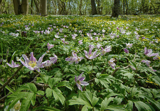 Wood Anemones
