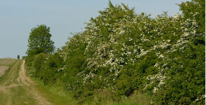 hedge