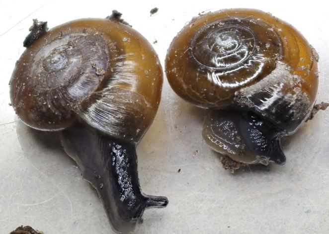 snails