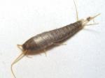 silverfish