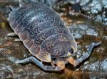 crayfish, woodlice & other crustaceans