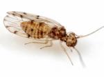barkfly