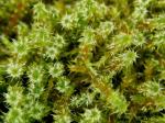 mosses