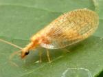 lacewings & scorpionflies