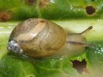 slugs & snails